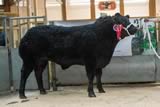Reserve Champion_